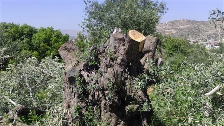 انتهاكات المستوطنون