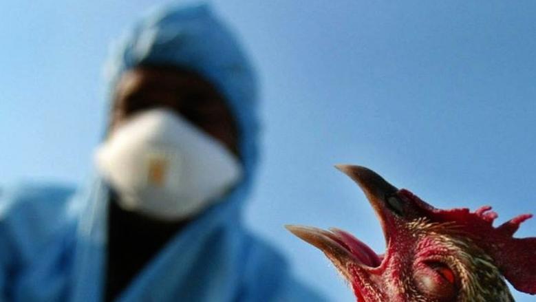 بعد تفشيها في العراق.. أعراض الإصابة بإنفلونزا الطيور H5N1