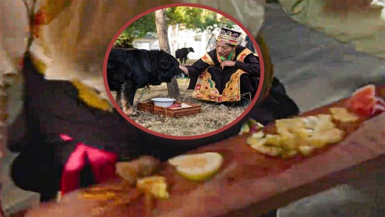 «وليمة الكلب».. طقس رأس السنة في الصين بحثا عن الحظ السعيد