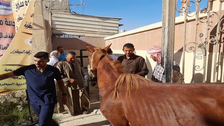 قافلة بيطرية في محافظة مطروح لعلاج الماشية والتوعية للمربيين بأهمية التحصينات للوقاية من الأمراض