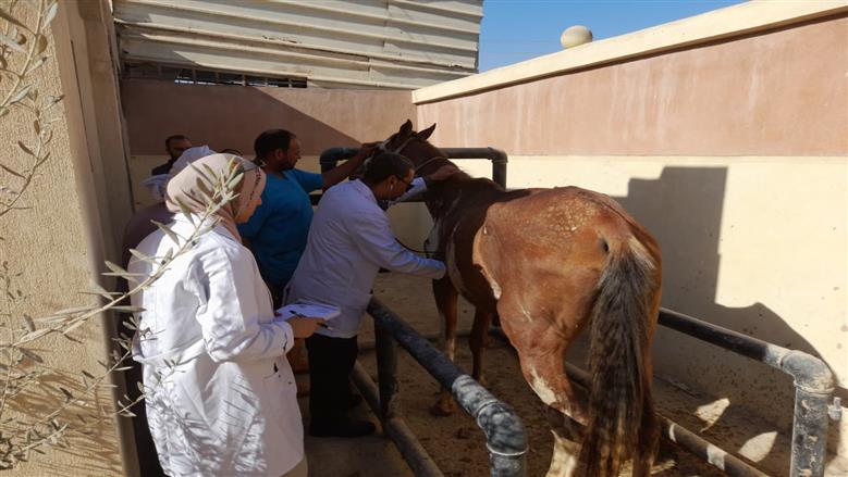 قافلة بيطرية في محافظة مطروح لعلاج الماشية والتوعية للمربيين بأهمية التحصينات للوقاية من الأمراض