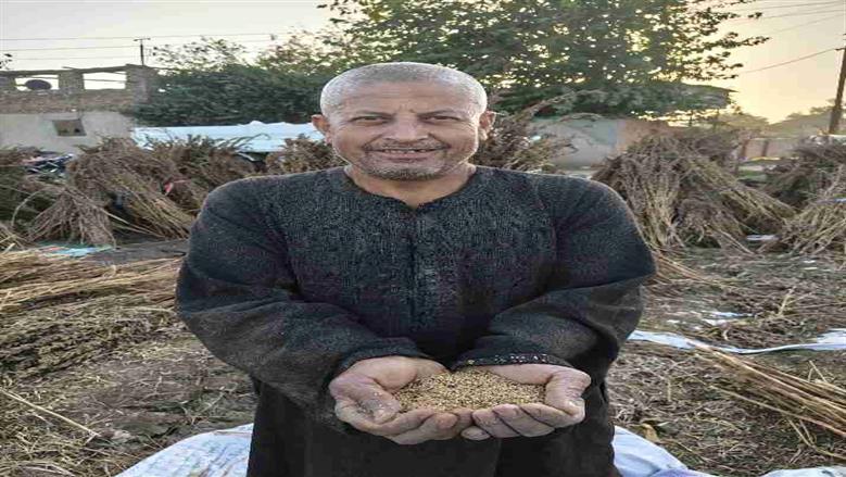 السمسم 
