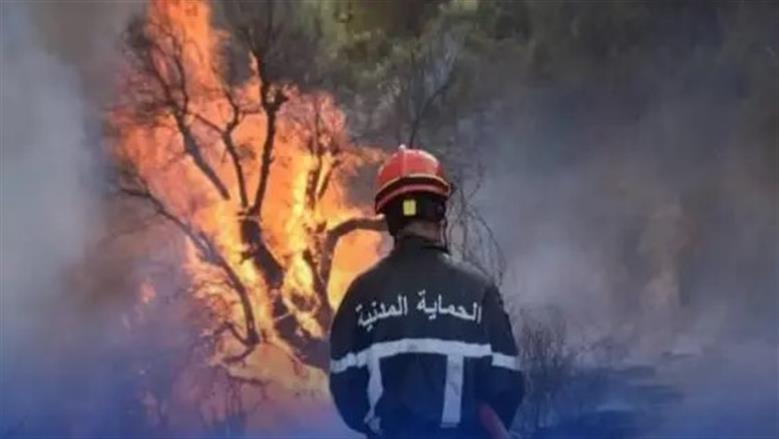 الغابات