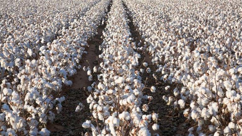 سعر القطن في مزاد اليوم بمحافظات وجه بحري 