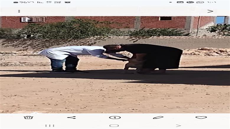 خلال حملات تحصين الكلاب الضالة ضد السعار من أطباء مديرية الطب البيطري بمطروح