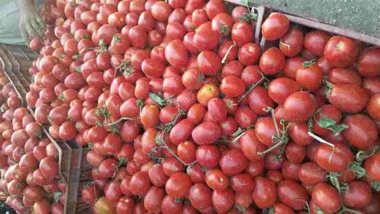 بشاير طماطم المنيا تغزو أسواق أسيوط بأسعار مخفضة والمواطنون يقبلون على الشراء