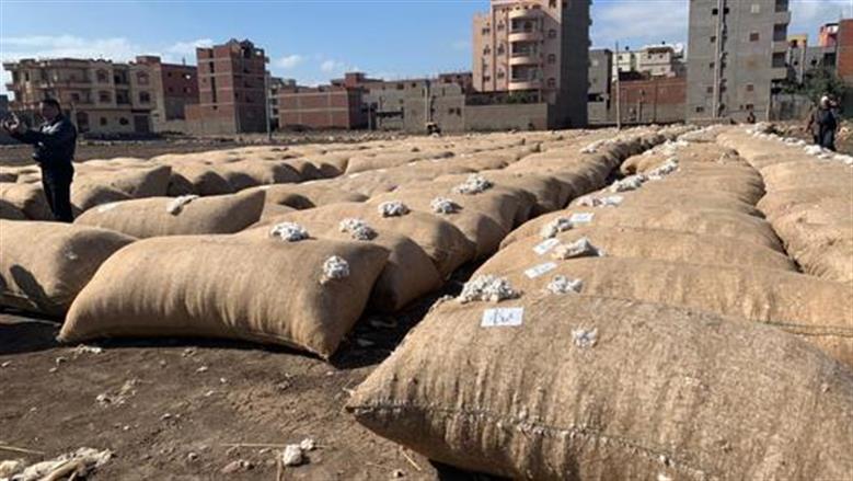 220 ألف قنطار.. انعقاد مزاد القطن في محافظات وجه قبلي وبحري اليوم
