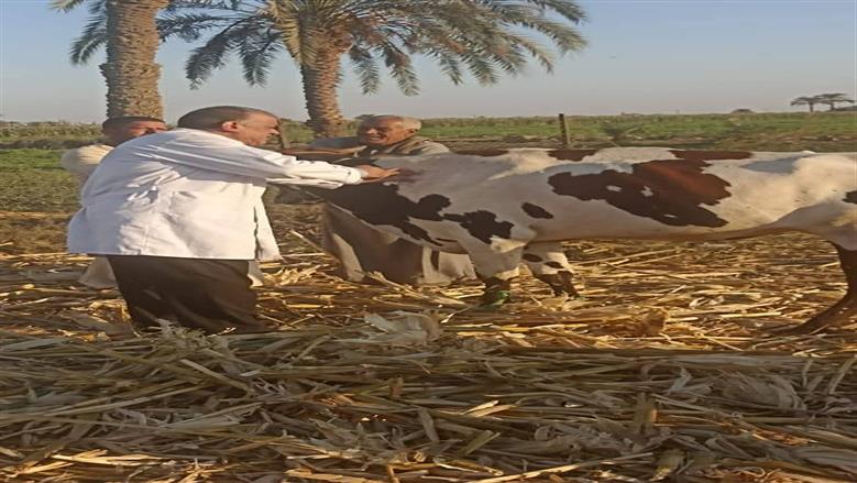 تحصين 167 ألف رأس ماشية ضد حمى الوادي المتصدع في المنيا 