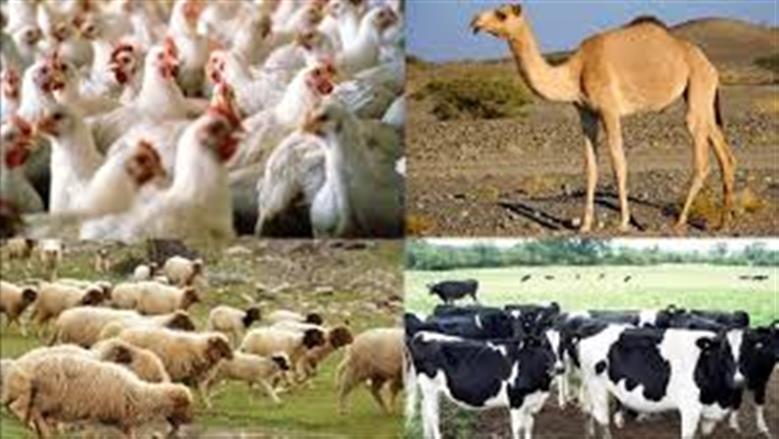 «التعبئة والإحصاء»: 11% ارتفاعا في إنتاج لحوم الطيور والدواجن خلال 2024