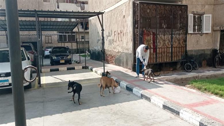 كيف تقدم بلاغات الكلاب الضالة؟.. خطوات بسيطة لحماية نفسك وأولادك