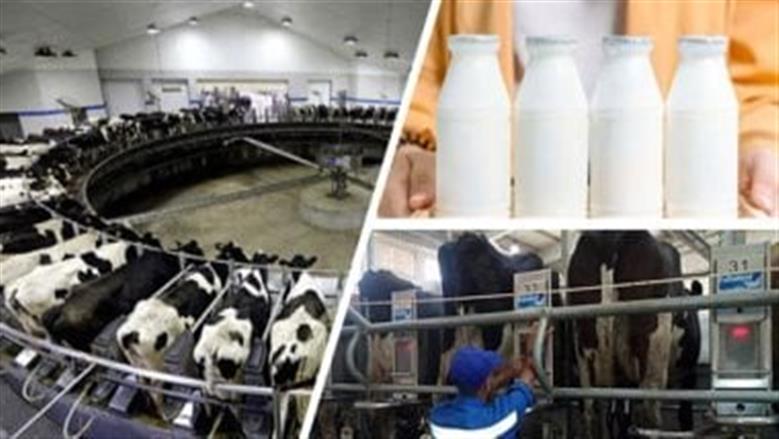 قروض مراكز تجميع الألبان من البنك الزراعي المصري لعام 2025.. التفاصيل والشروط
