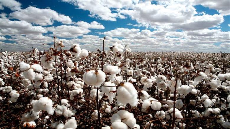 انعقاد مزاد القطن في محافظات وجه بحري بـ75 ألف كيس غدا