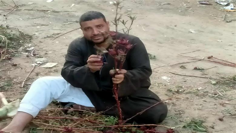 الذهب الأحمر في مصر 