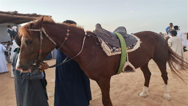 محافظة أسوان 