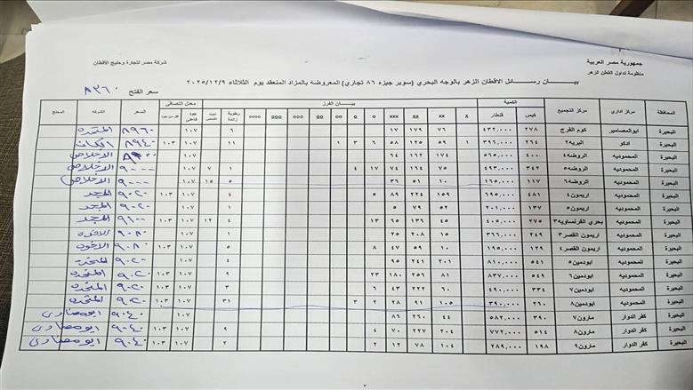 القطن