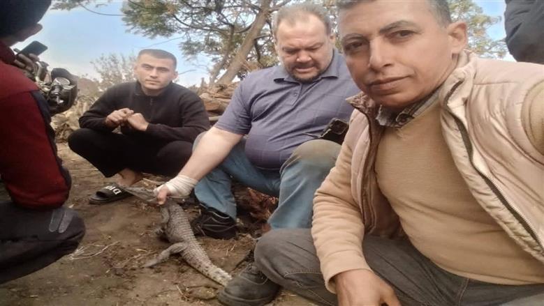تمساح الزوامل.. 6 أيام من المطاردة تنتهي باصطياده وإعادة الطمأنينة لأهالي السدرة