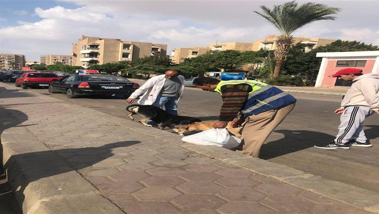 حملة للتعامل مع الكلاب الحرة بالعبور 