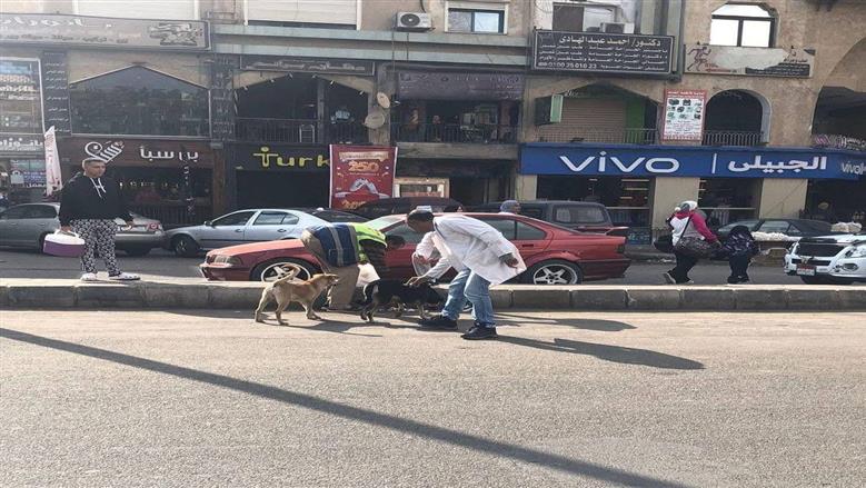 حملة للتعامل مع الكلاب الحرة بالعبور 