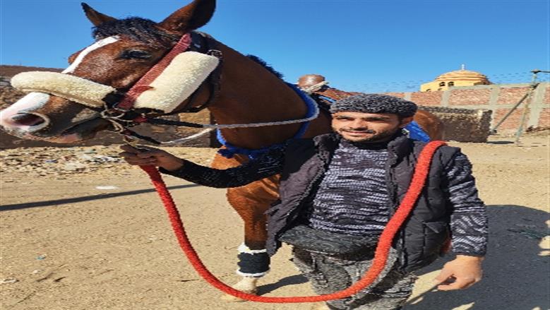 بلانة في أسوان تستعد لانطلاق «المرماح».. الخيول تتزين لإحياء فن الفروسية الصعيدية