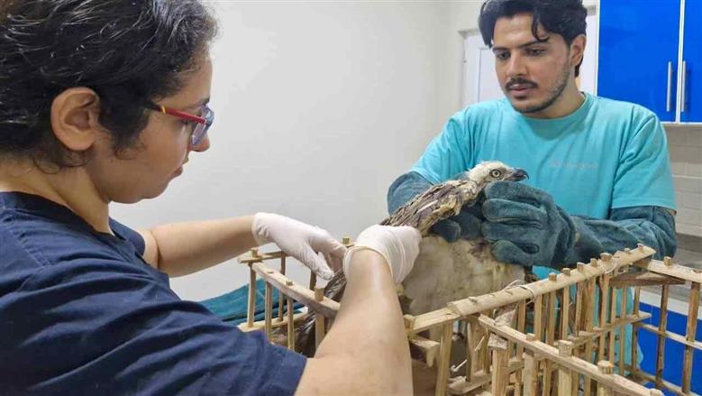 طائر العقاب النساري 