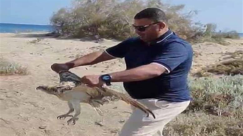 طائر العقاب النساري 