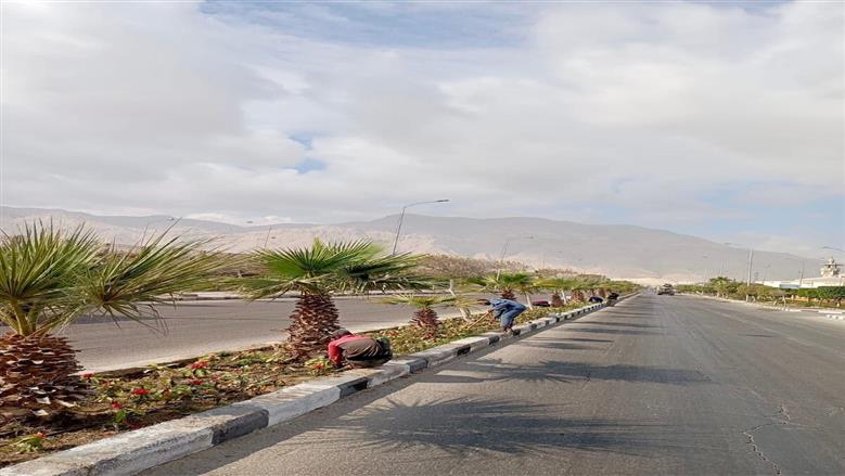 جهاز مدينة السويس الجديدة يزين شوارع المدينة بالزراعة والمساحات الخضراء