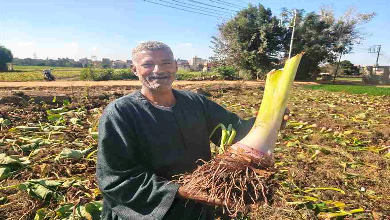 المنوفية