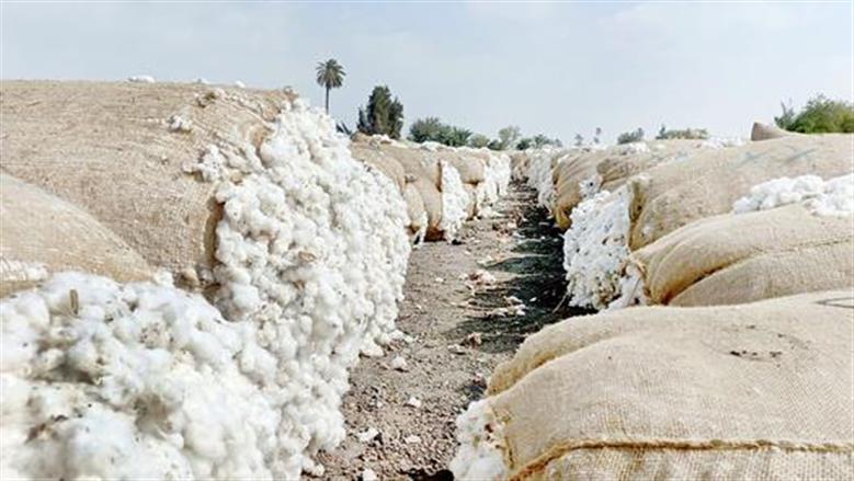 غدًا.. انطلاق مزاد قطن الوجه البحري رقم 6 بإجمالي 147 ألف قنطار 