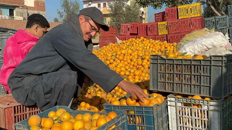«تفهنا العزب» تهزم البطالة بالبرتقال واليوسفي.. «مملكة الموالح» تصدر منتجاتها لـ100 دولة