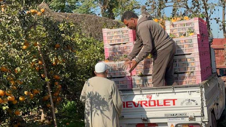 تفهنا العزب .. قرية تهزم البطالة بالبرتقال واليوسفى