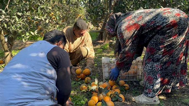 تفهنا العزب .. قرية تهزم البطالة بالبرتقال واليوسفى
