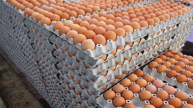 أسعار كرتونة البيض اليوم السبت 27-12-2025 في بورصة الدواجن وللمستهلكين