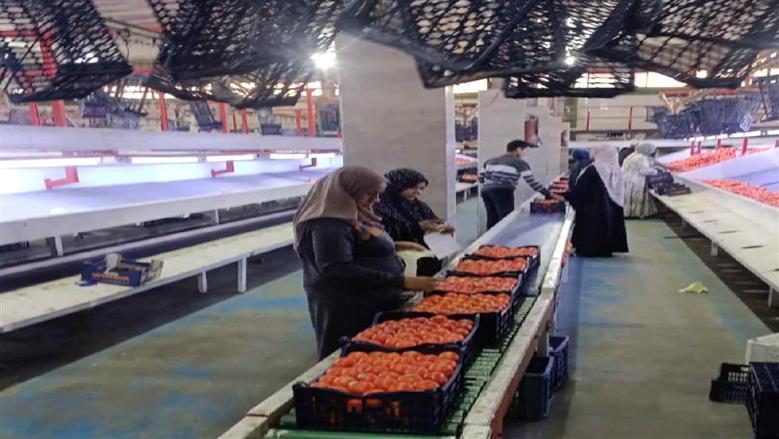 محصول البرتقال بالقليوبية