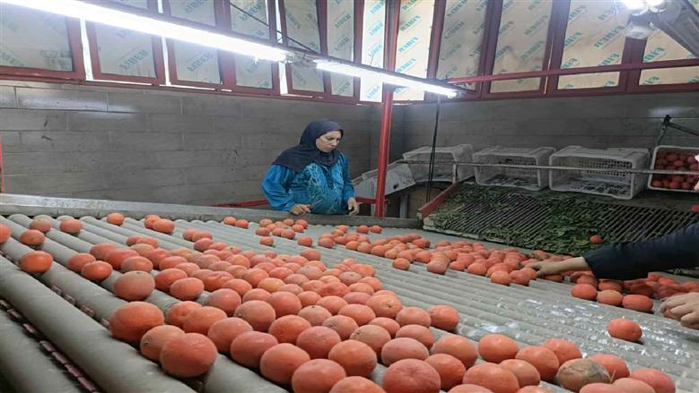 محصول البرتقال بالقليوبية
