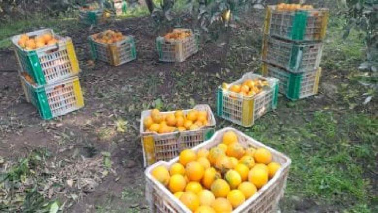 محصول البرتقال بالقليوبية