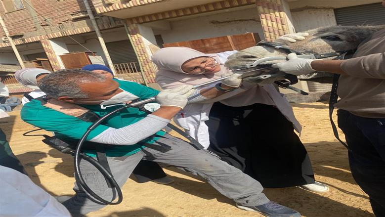 قوافل جامعة بنها 