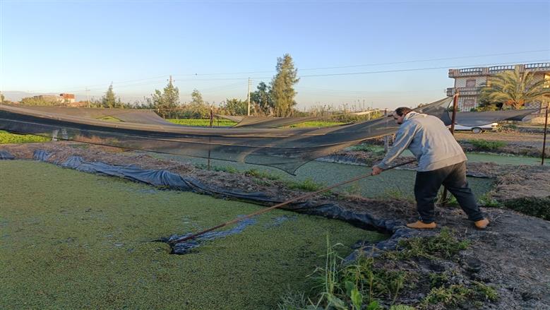 زراعة نبات الأزولا في البحيرة