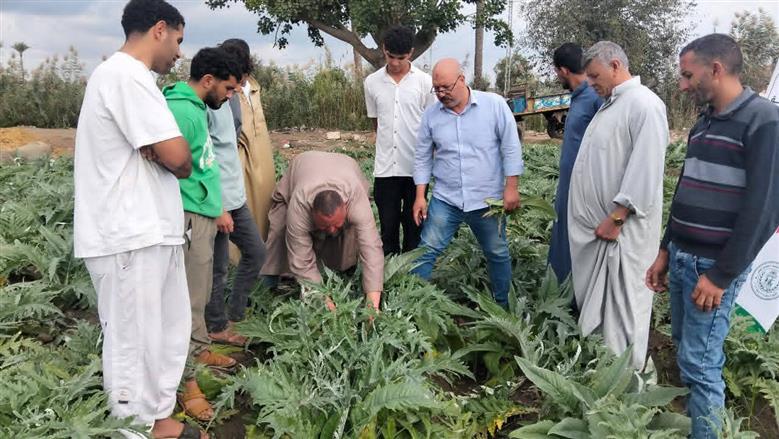 نبات الخرشوف في البحيرة