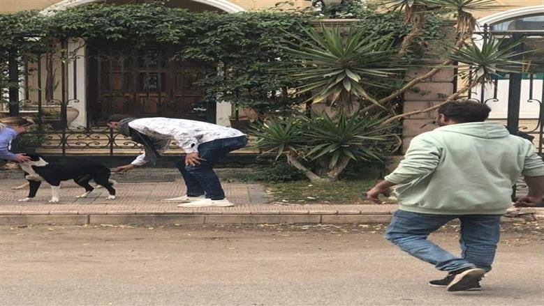 حملة تطعيم الكلاب الحرة بالعبور