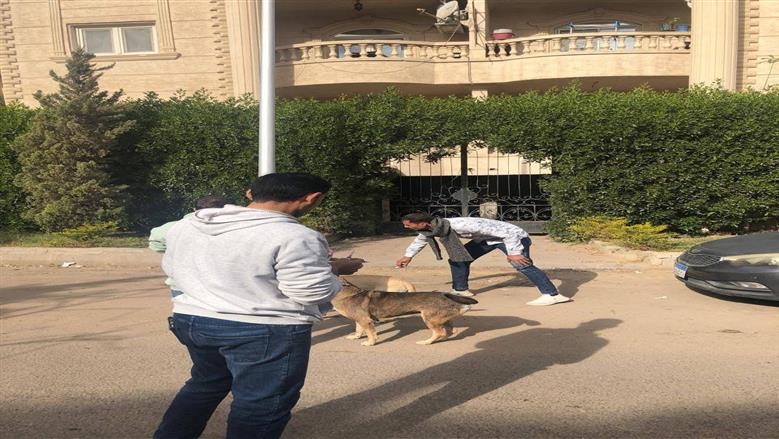 منها عضة الكلب.. أمصال مجانية للمواطنين في الوحدات الصحية والمستشفيات