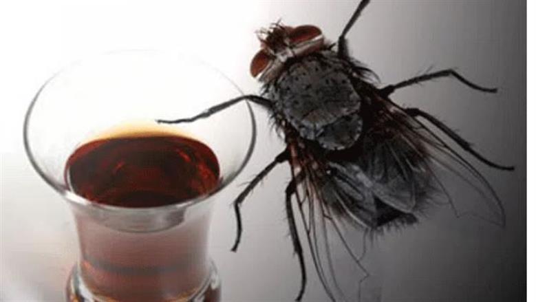 «من غير ما تشتري مبيدات كيميائية».. 4 مكونات طبيعية لطرد الحشرات من المنزل في دقايق