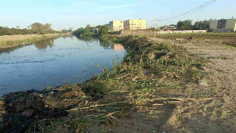 القصة الكاملة للعثور على تماسيح داخل مصرف بلبيس.. الأهالي يروون التفاصيل وتحرك من الأجهزة التنفيذية