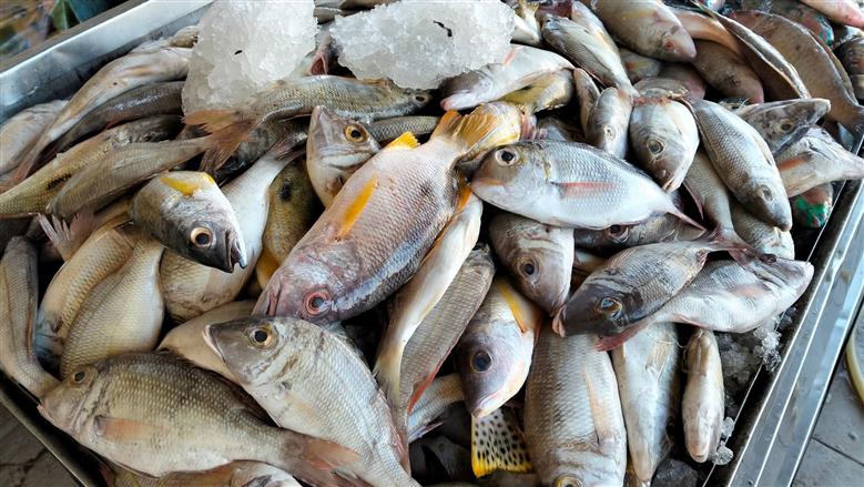 أسعار السمك في سوق الغردقة اليوم.. كيلو فرهود بـ180 جنيها