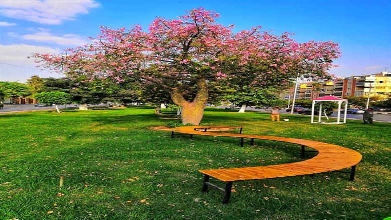 نظافة القاهرة