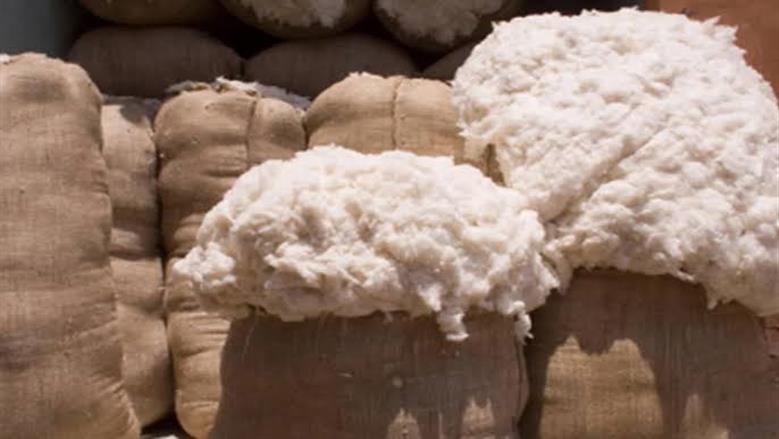 طرح 121 ألف قنطار في مزاد القطن بمحافظات وجه بحري غدا