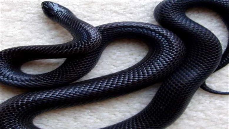 تفسير رؤية الثعبان الأسود في الحلم.. لماذا تختلف عن الأصفر أو الأبيض؟