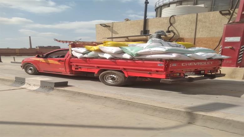 توريد القمح في المنوفية