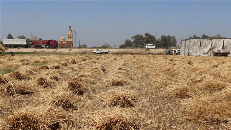 جولة محافظ القليوبية في حق ل القمح
