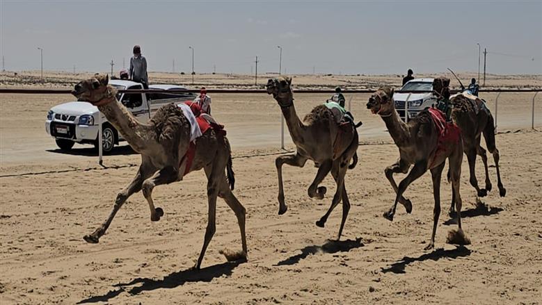 انطلاق سباق الهجن غرب العريش 
