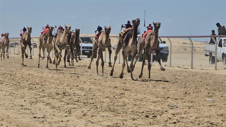 انطلاق سباق الهجن غرب العريش 